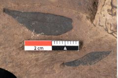 Foto (Detailansicht) von Sphaeria palaeolentisti Ettingshausen (NHMW-GEO-2024-0188-0045)